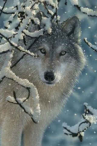 Photo:  Winter wolf